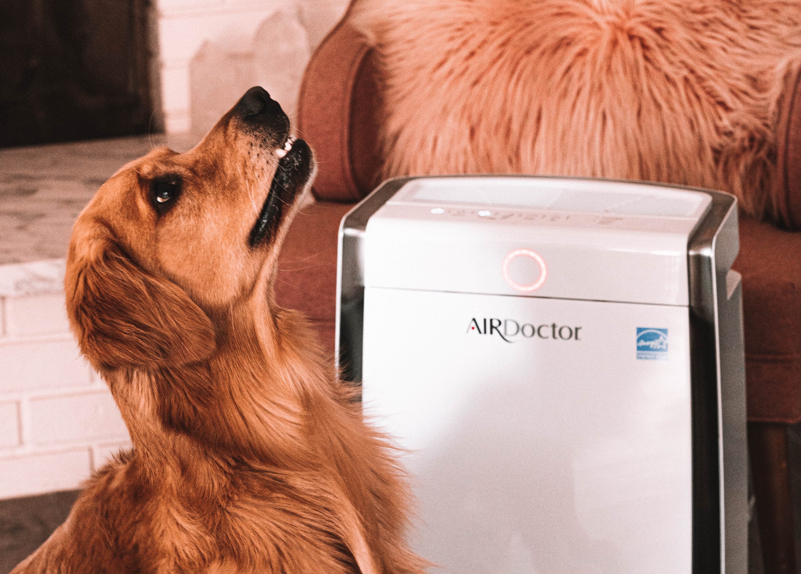 air purifier pet hair reviews